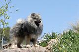 SPITZ ALLEMAND 118